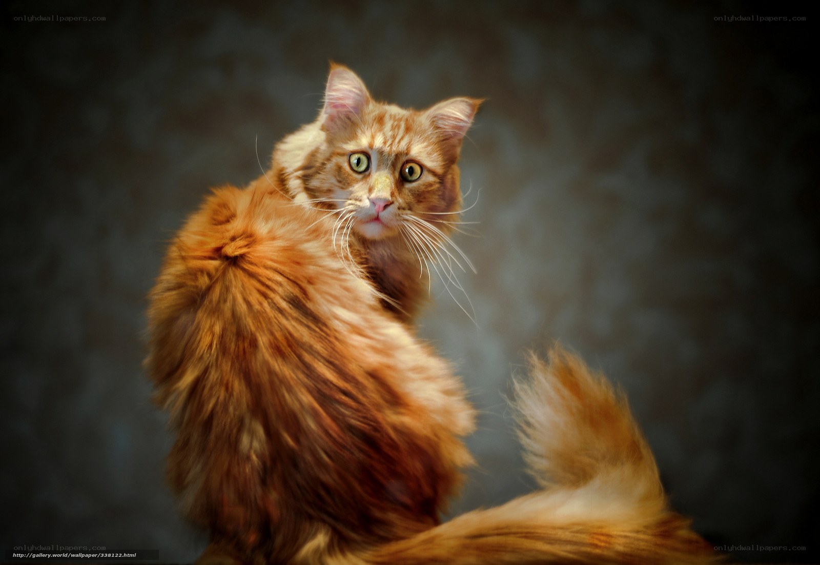 fluffy ginger cat portrait
