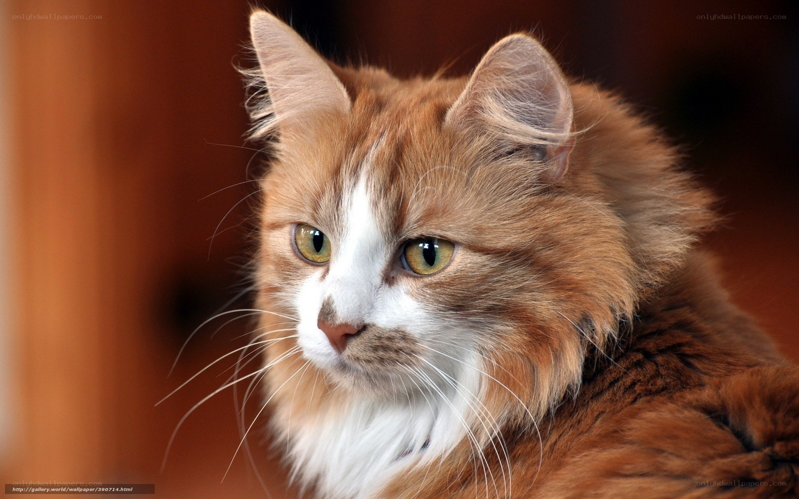 fluffy ginger cat portrait