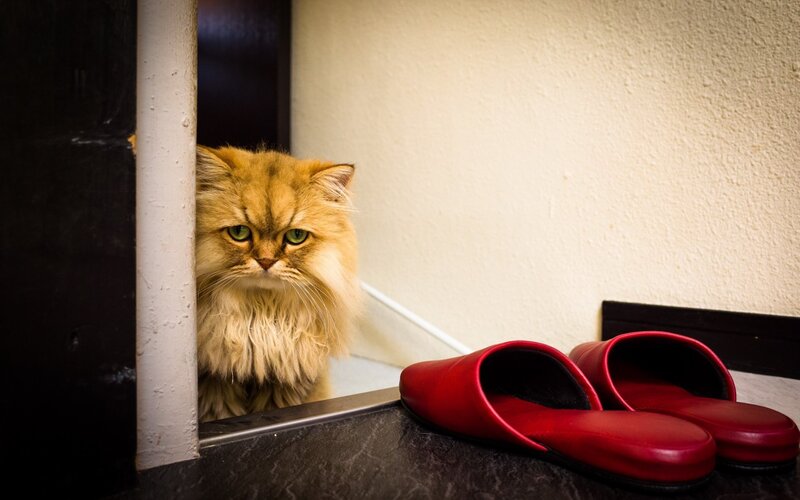 Fluffy Ginger Cat — Red, Calm