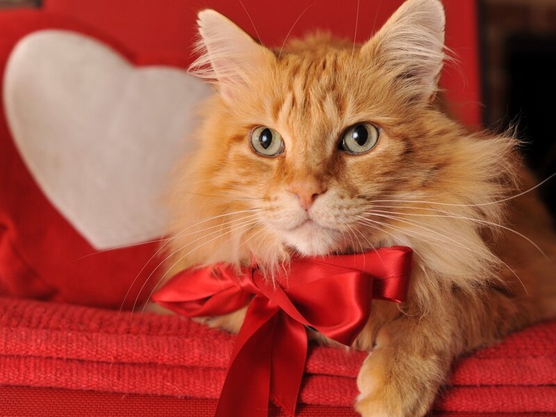 Fluffy Ginger Cat — Red