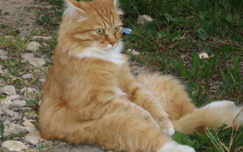 fluffy ginger cat sitting outside