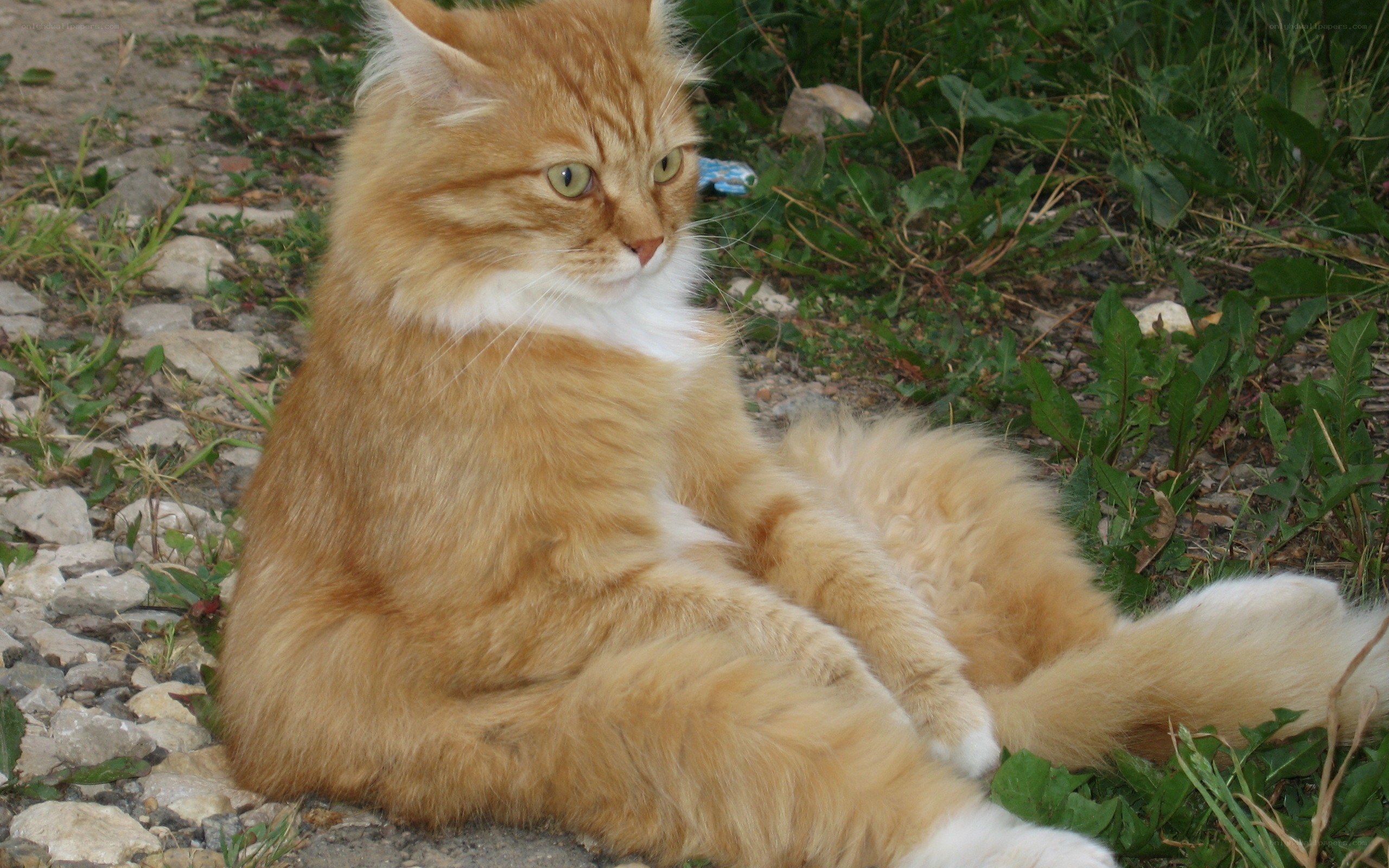 fluffy ginger cat sitting outside