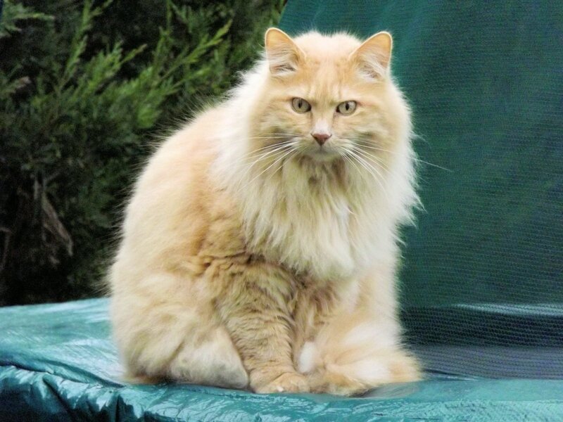 fluffy ginger cat sitting