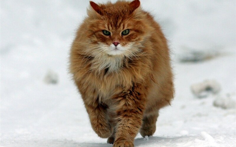 Fluffy Ginger Cat