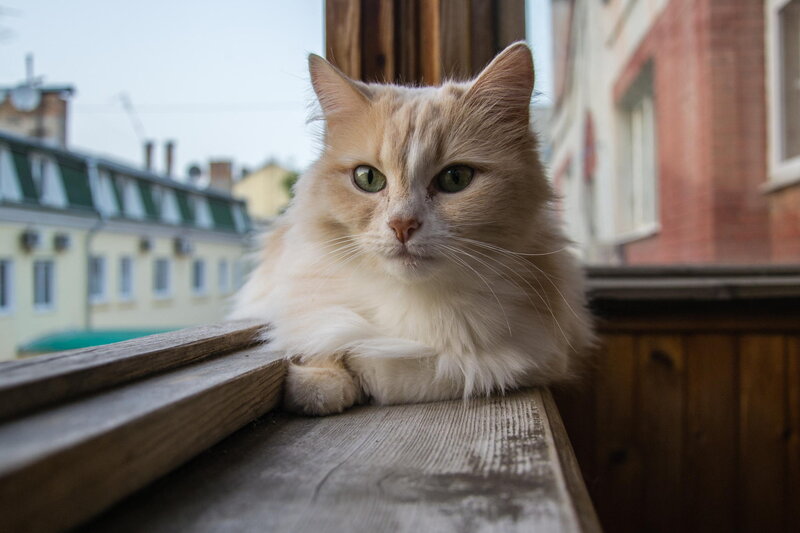 Fluffy Ginger Cat — White, Calm, Morning
