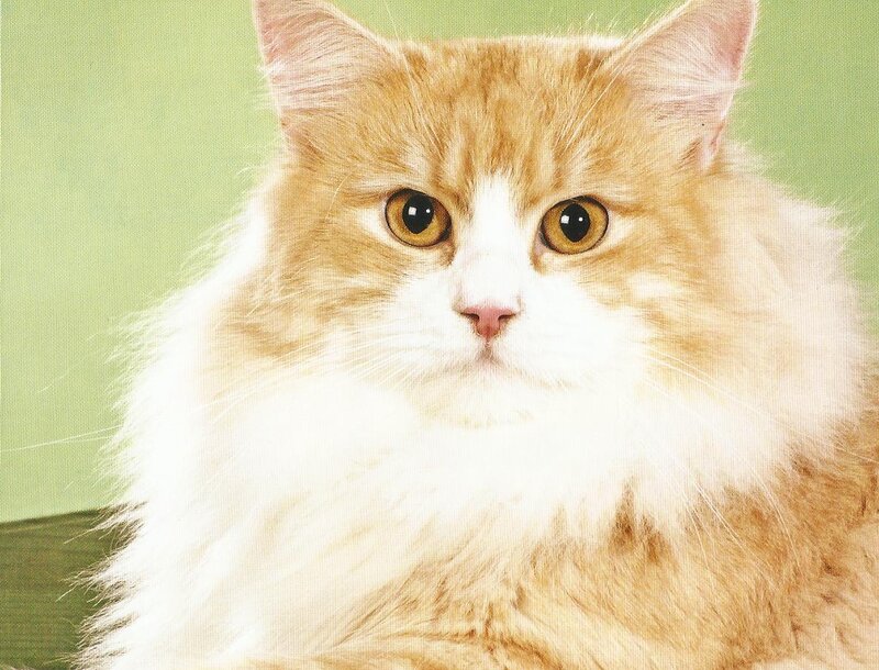 Fluffy Ginger Cat — White, Calm, Photograph