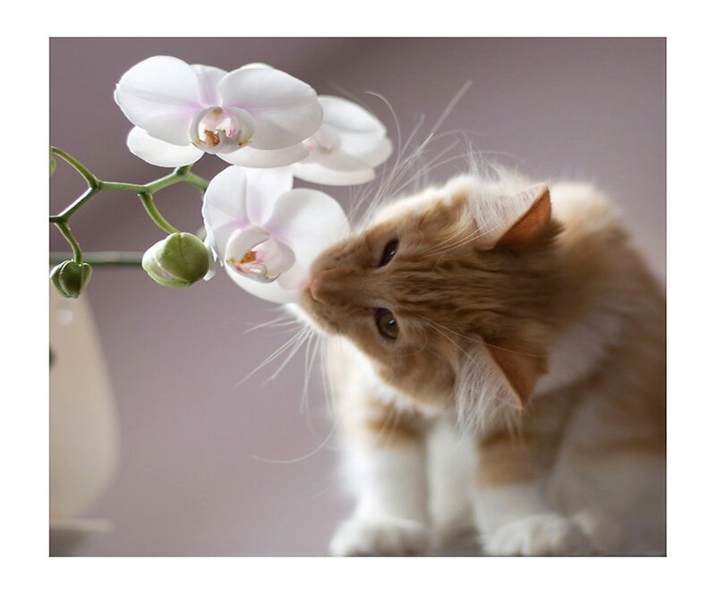 Fluffy Ginger Cat — White, Calm