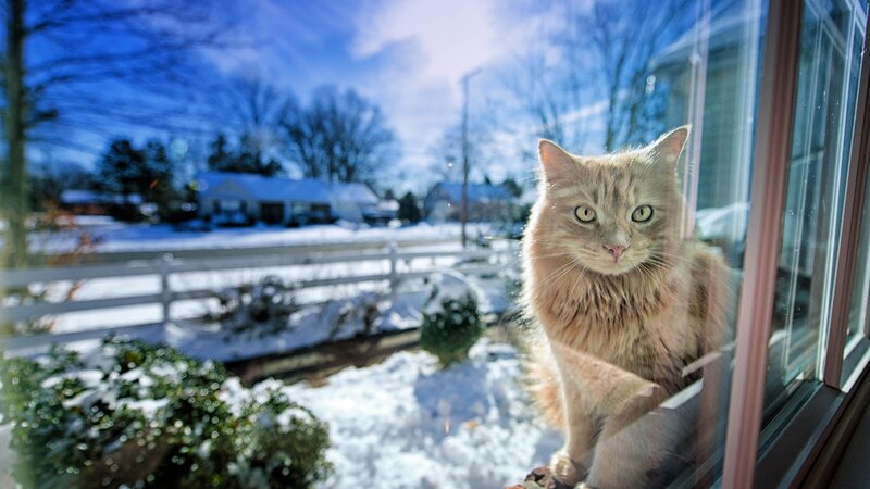Fluffy Ginger Cat — White, Calm, Winter