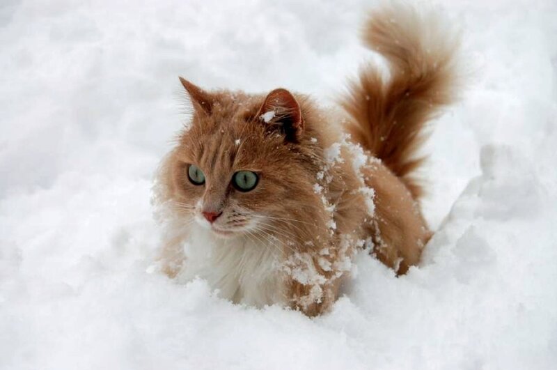 Fluffy Ginger Cat — White