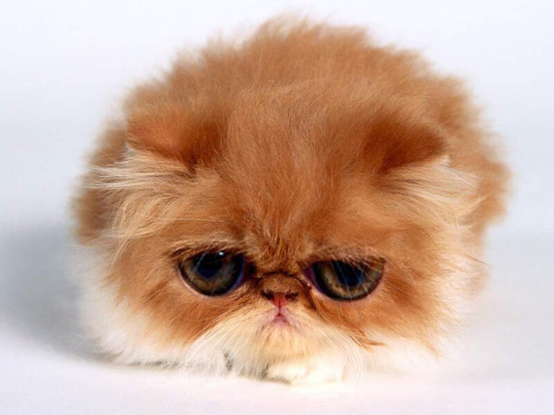 fluffy ginger cat with big eyes