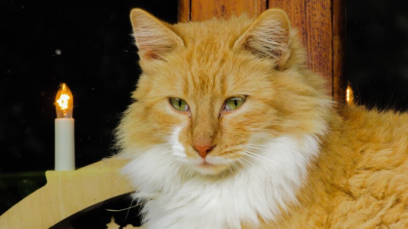 fluffy ginger cat with candle