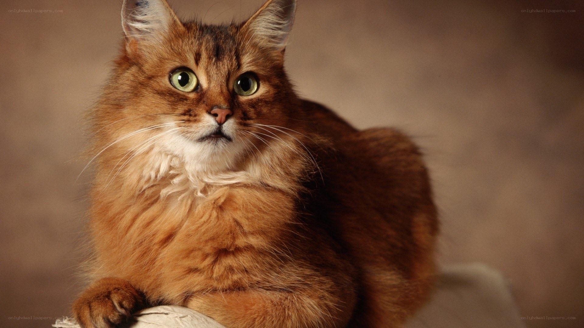 fluffy ginger cat with green eyes