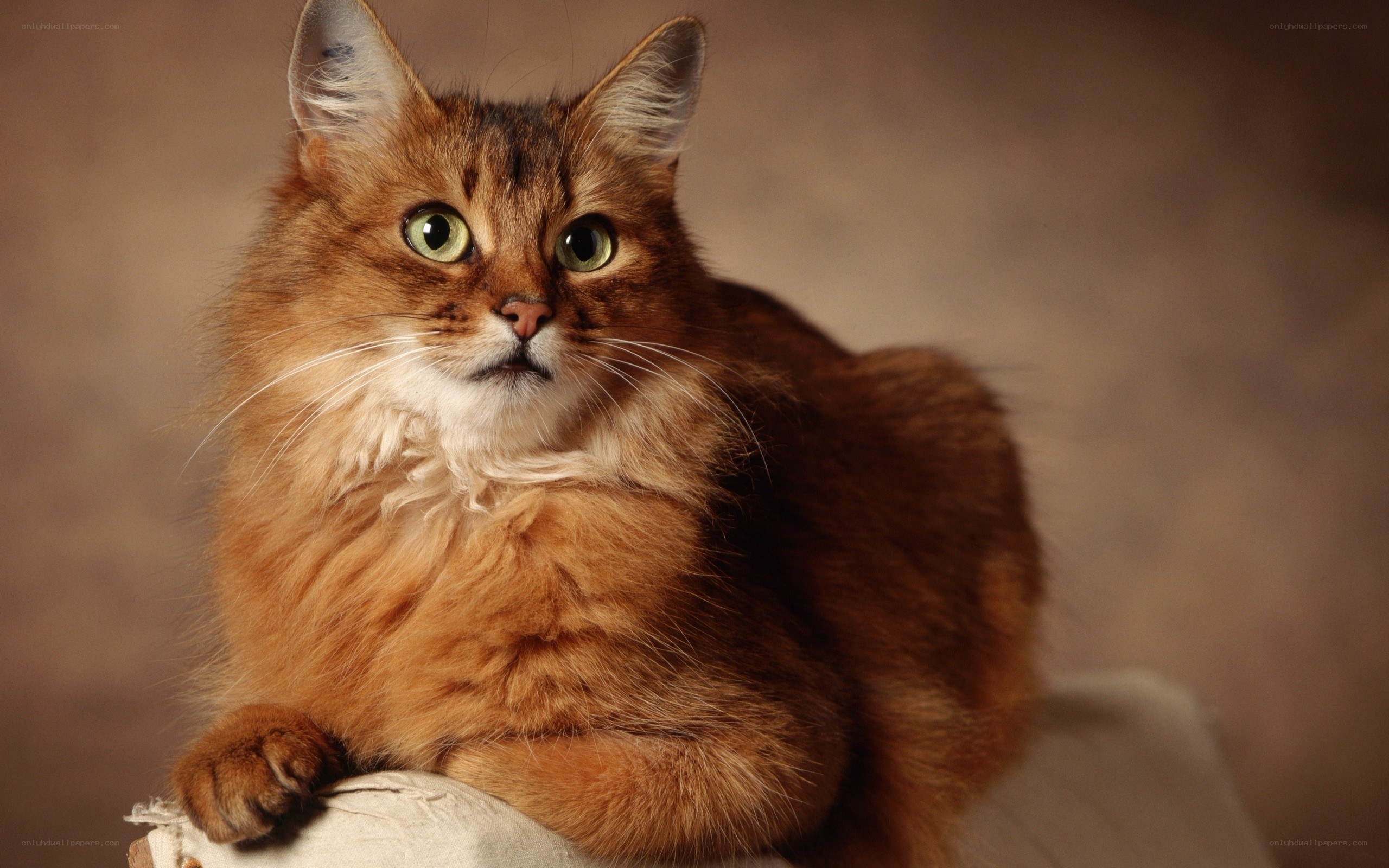 fluffy ginger cat with green eyes