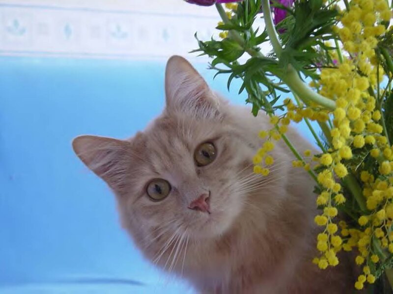 Fluffy Ginger Cat — Yellow