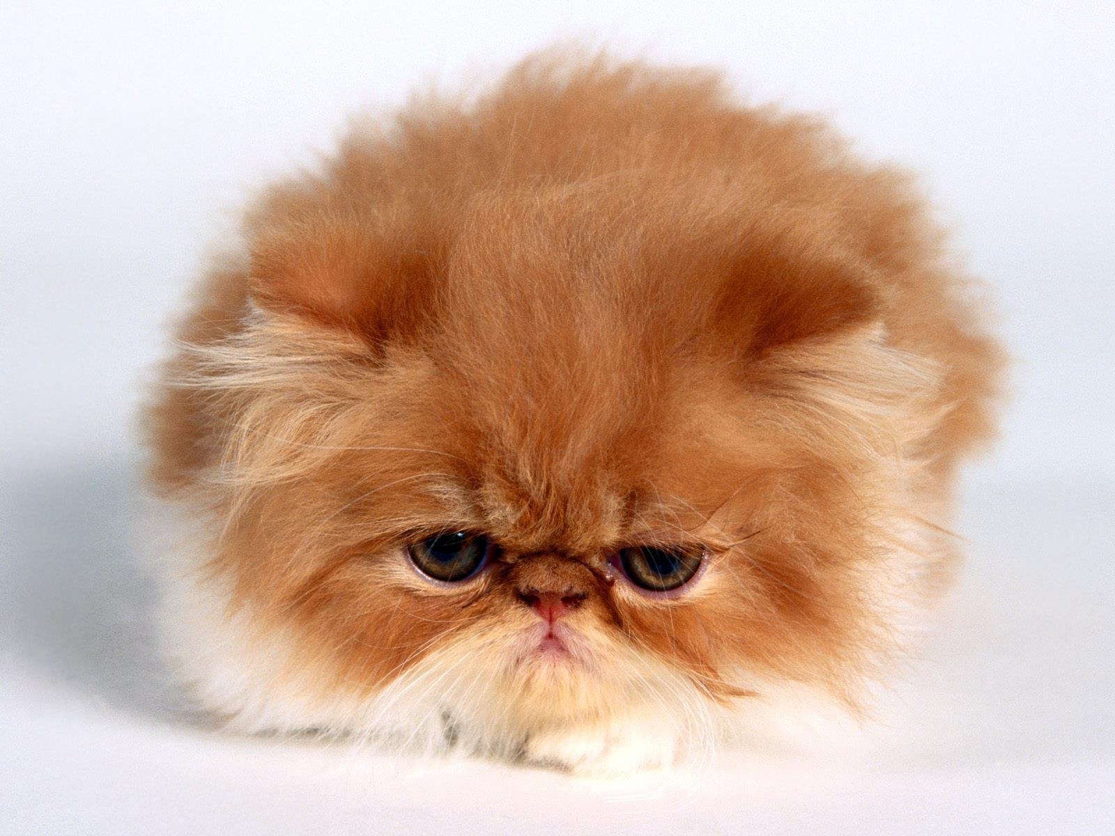 fluffy ginger kitten
