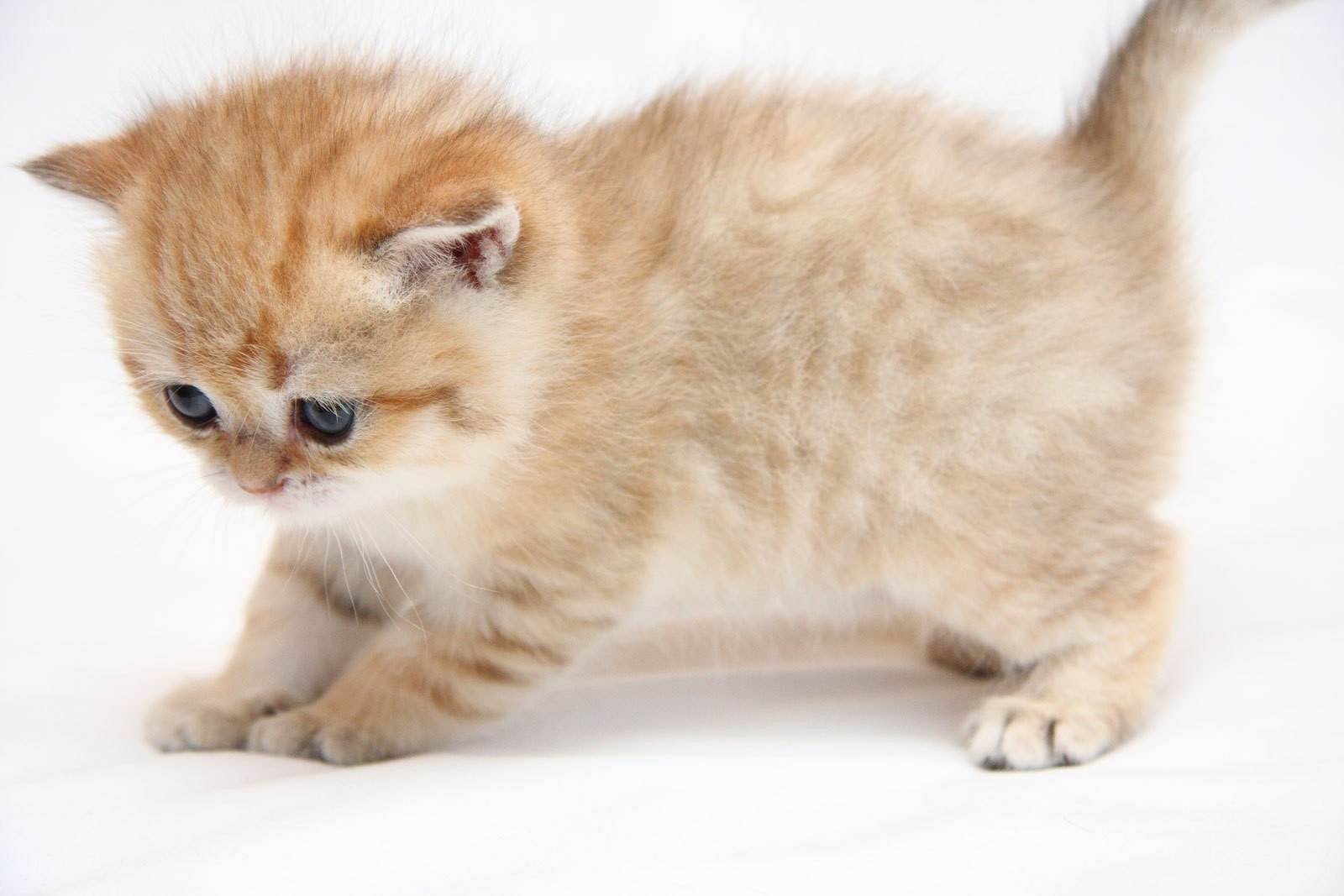 fluffy ginger kitten