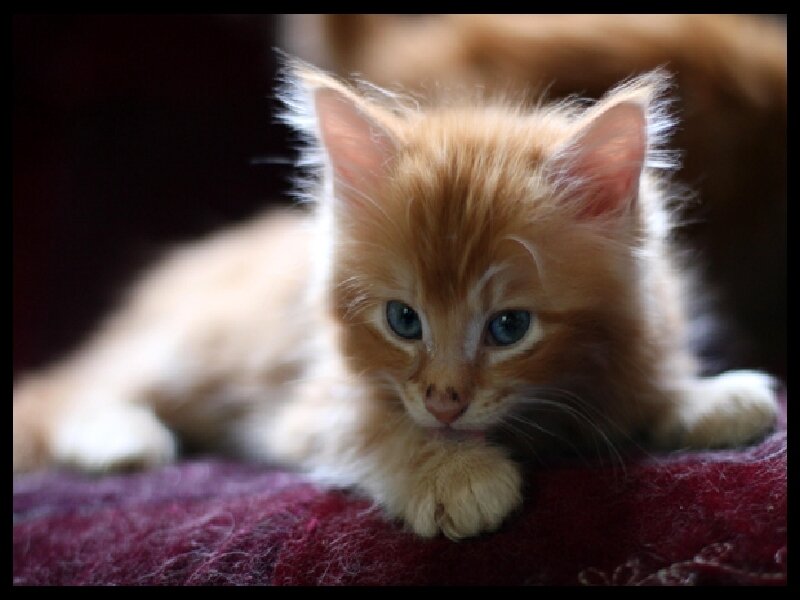 fluffy ginger kitten