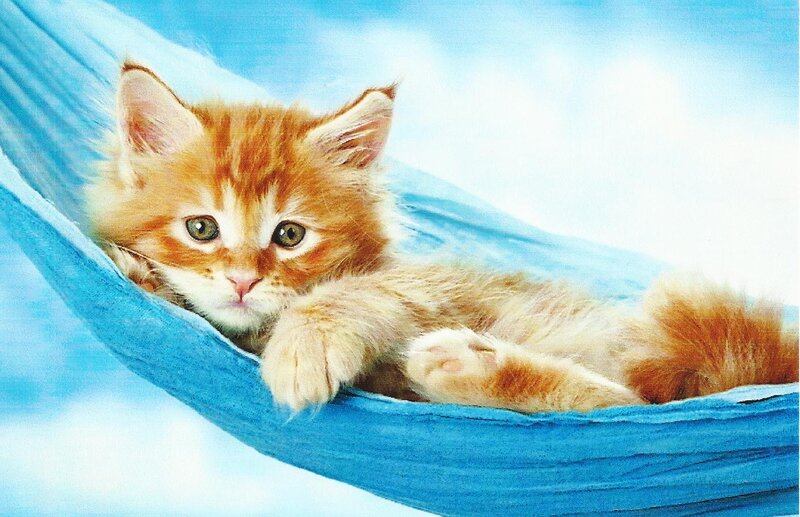 Fluffy Ginger Kitten — Blue