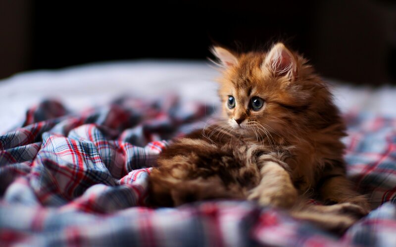 Fluffy Ginger Kitten — Brown, Calm, Photograph, Plaid Blanket