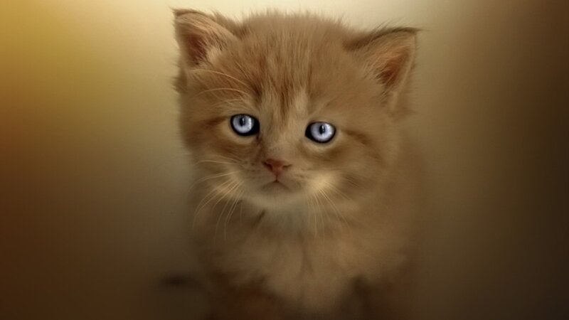 Fluffy Ginger Kitten — Brown, Calm, Photograph