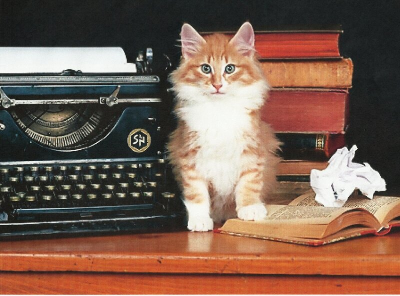 Fluffy Ginger Kitten — Brown, Calm, Photograph, Typewriter