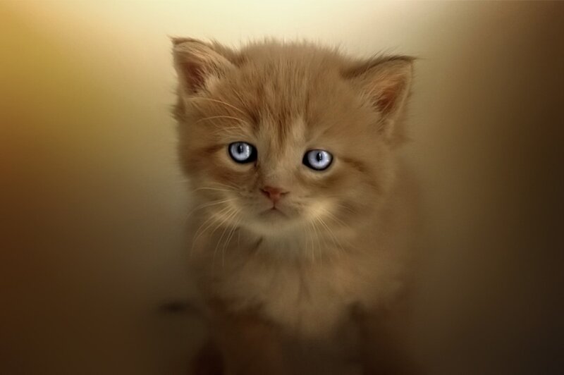Fluffy Ginger Kitten — Brown, Calm