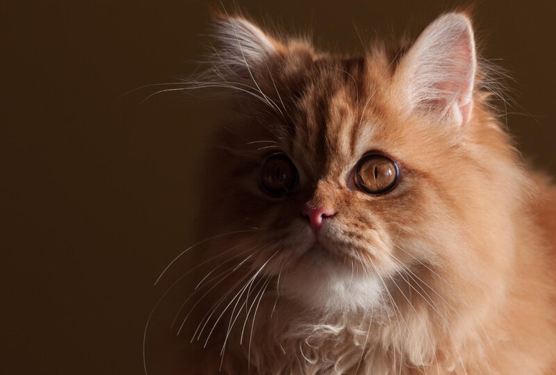 Fluffy Ginger Kitten — Brown, Dramatic