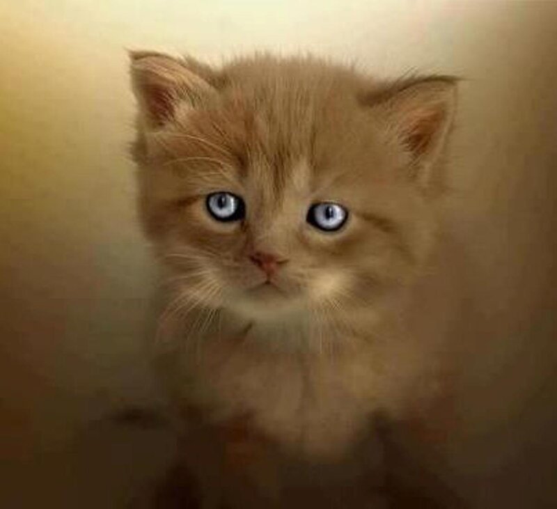 Fluffy Ginger Kitten — Brown, Innocent, Photograph