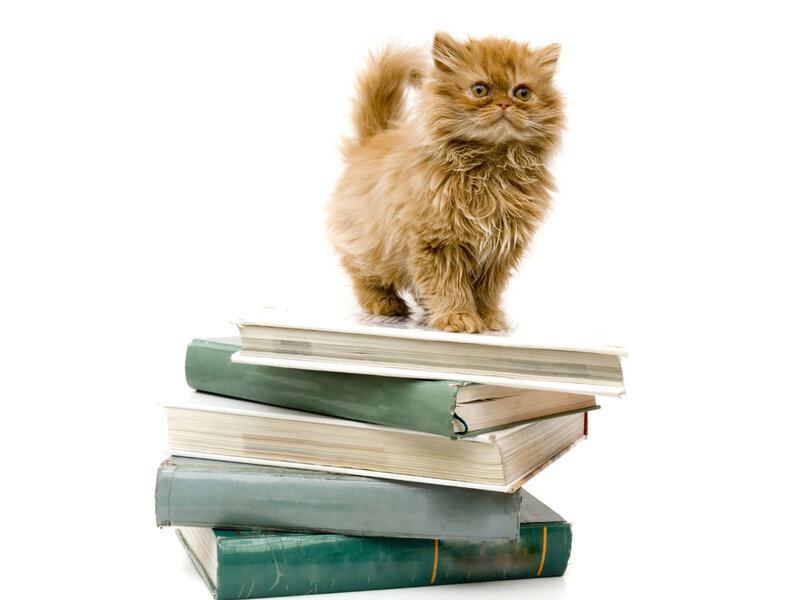 Fluffy Ginger Kitten — Brown, Innocent