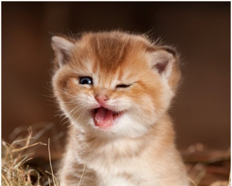 Fluffy Ginger Kitten — Brown, Playful