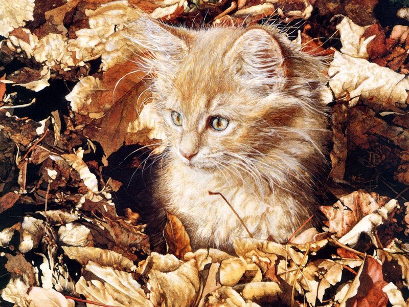 Fluffy Ginger Kitten — Brown