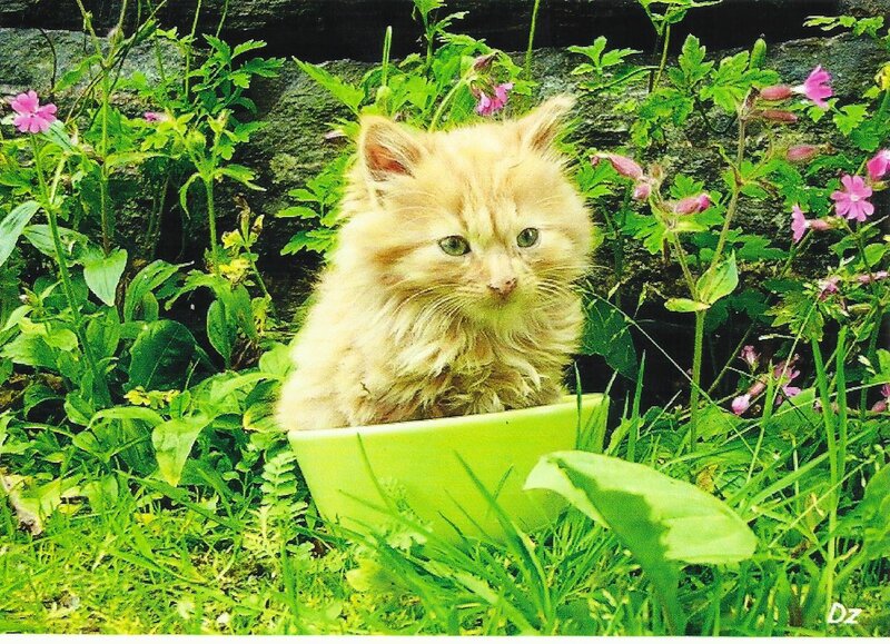 Fluffy Ginger Kitten — Green, Calm, Spring