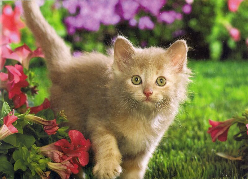 Fluffy Ginger Kitten — Green, Calm
