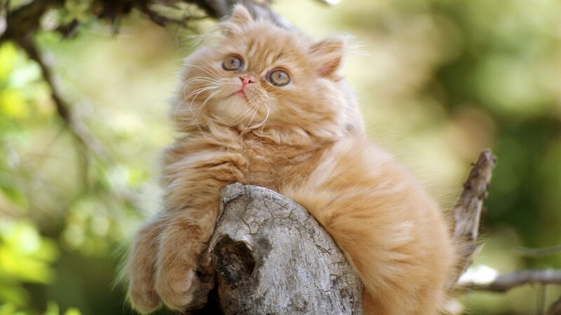 fluffy ginger kitten in tree