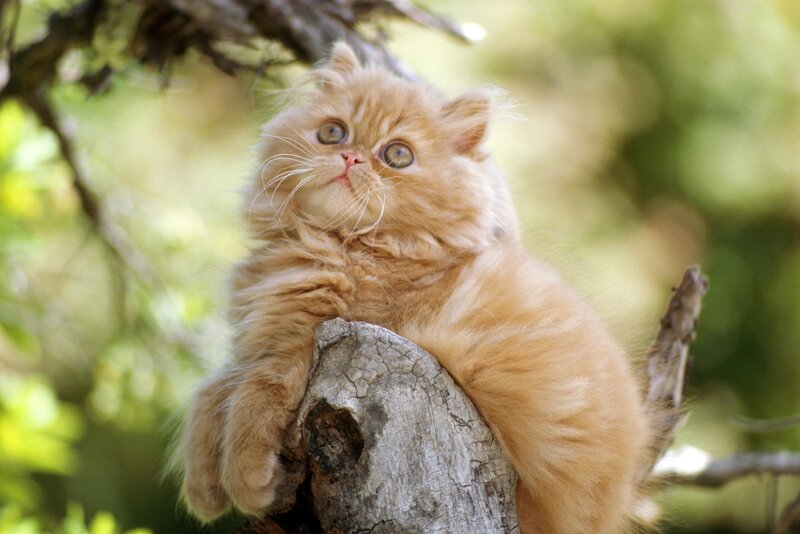 fluffy ginger kitten in tree