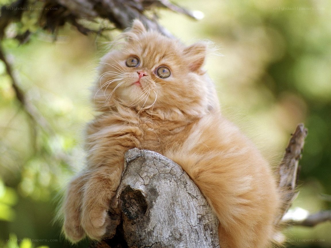 fluffy ginger kitten in tree