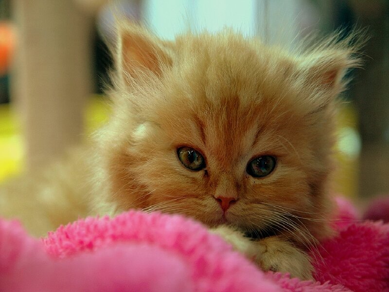 fluffy ginger kitten on pink blanket