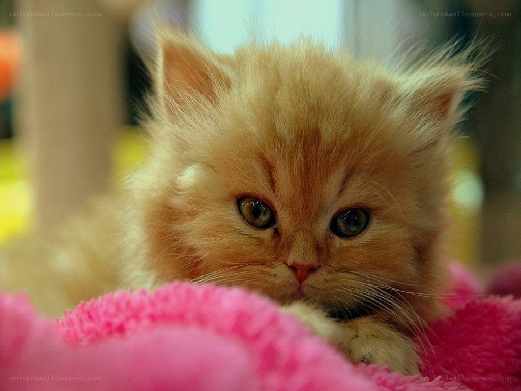 fluffy ginger kitten on pink blanket