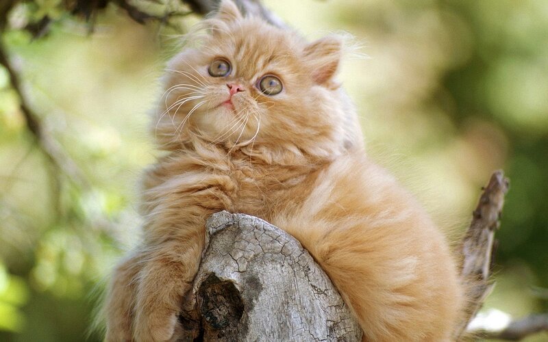 fluffy ginger kitten on tree