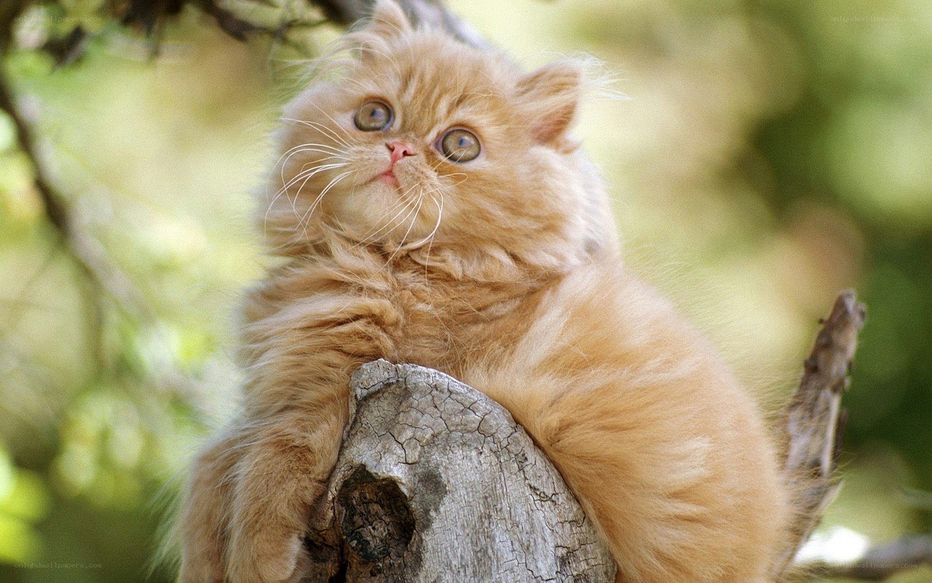 fluffy ginger kitten on tree