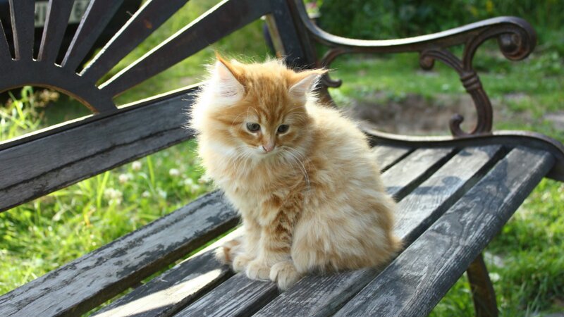 Fluffy Ginger Kitten — Orange, Calm, Afternoon, Photograph, Bench, Grass
