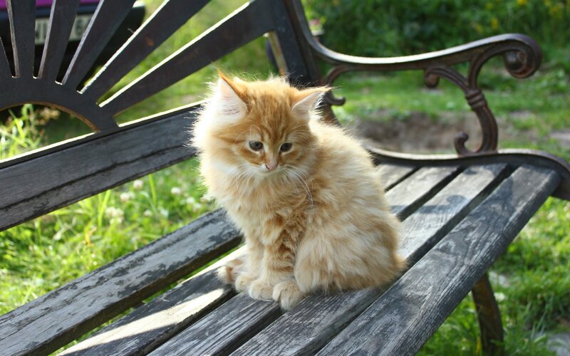 Fluffy Ginger Kitten — Orange, Calm, Afternoon, Photograph, Bench