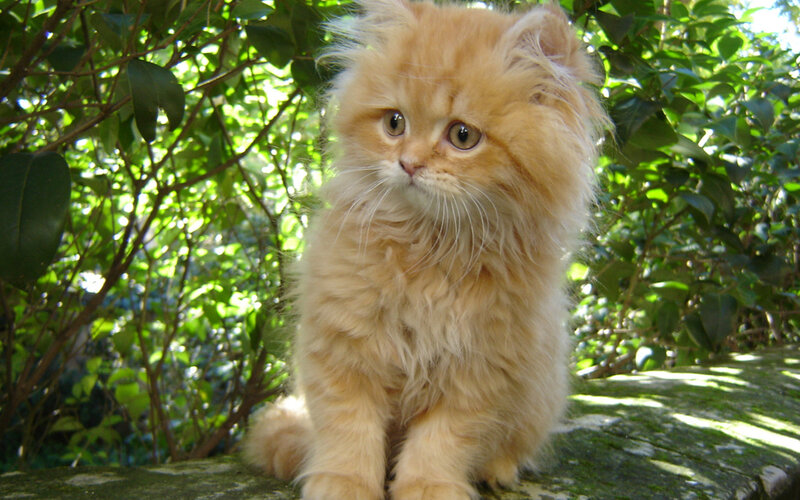 Fluffy Ginger Kitten — Orange, Calm, Afternoon, Photograph, Green Leaves