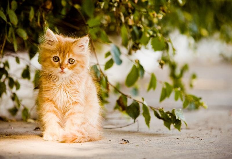 Fluffy Ginger Kitten — Orange, Calm, Afternoon, Photograph