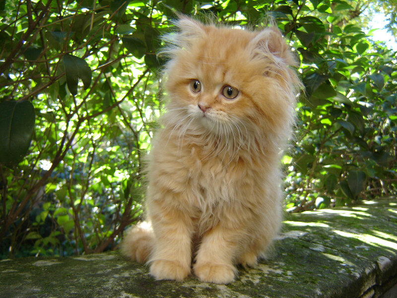 Fluffy Ginger Kitten — Orange, Calm, Afternoon