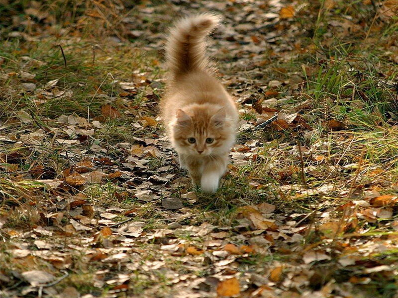 Fluffy Ginger Kitten — Orange, Calm, Autumn