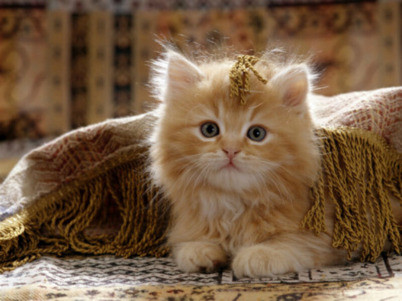 Fluffy Ginger Kitten — Orange, Calm, Photograph, Blanket