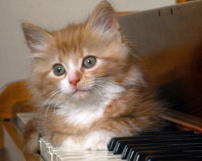 Fluffy Ginger Kitten — Orange, Calm, Photograph, Piano Keys