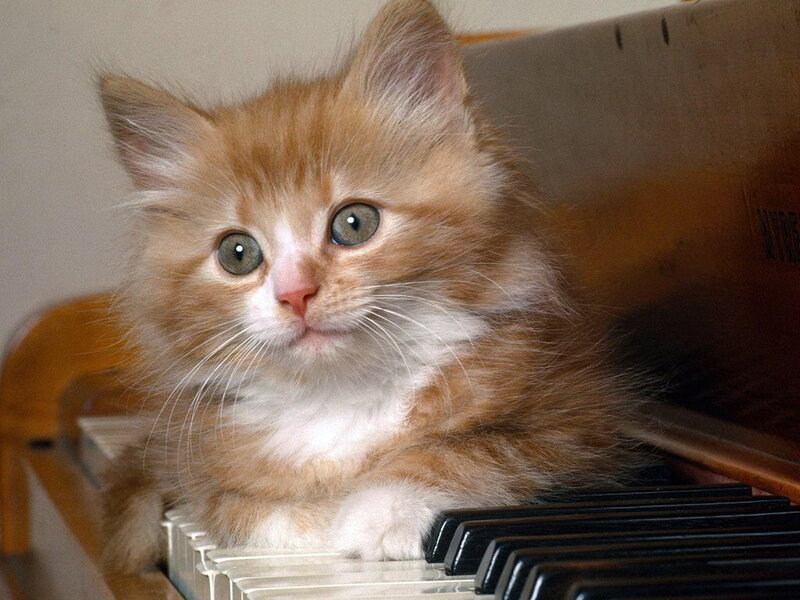 Fluffy Ginger Kitten — Orange, Calm, Photograph, Piano