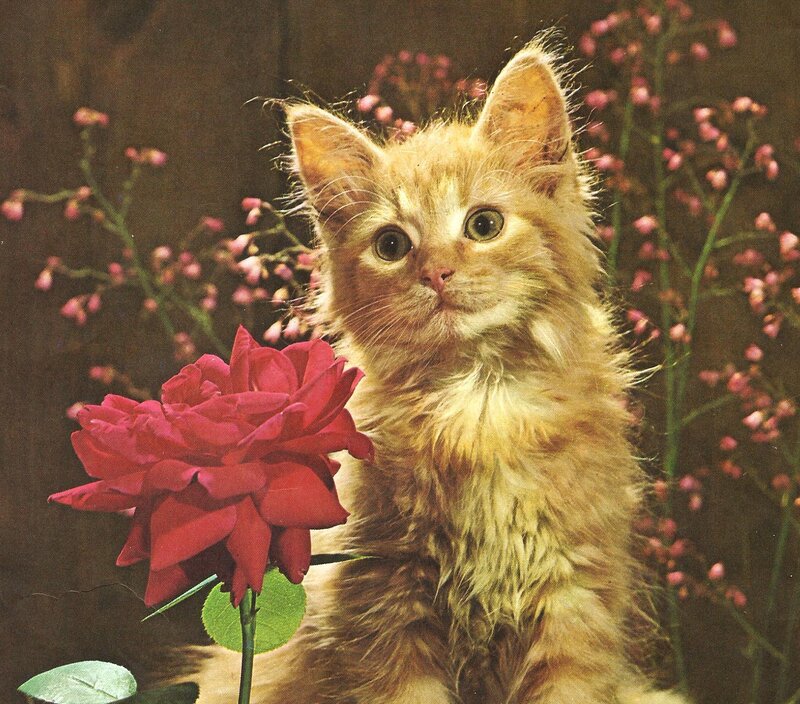 Fluffy Ginger Kitten — Orange, Calm, Photograph, Rose